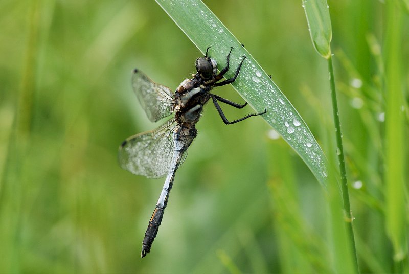 Orthetrum albistylum maschio